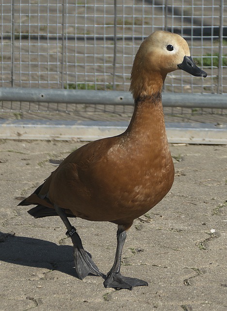 可对于这名